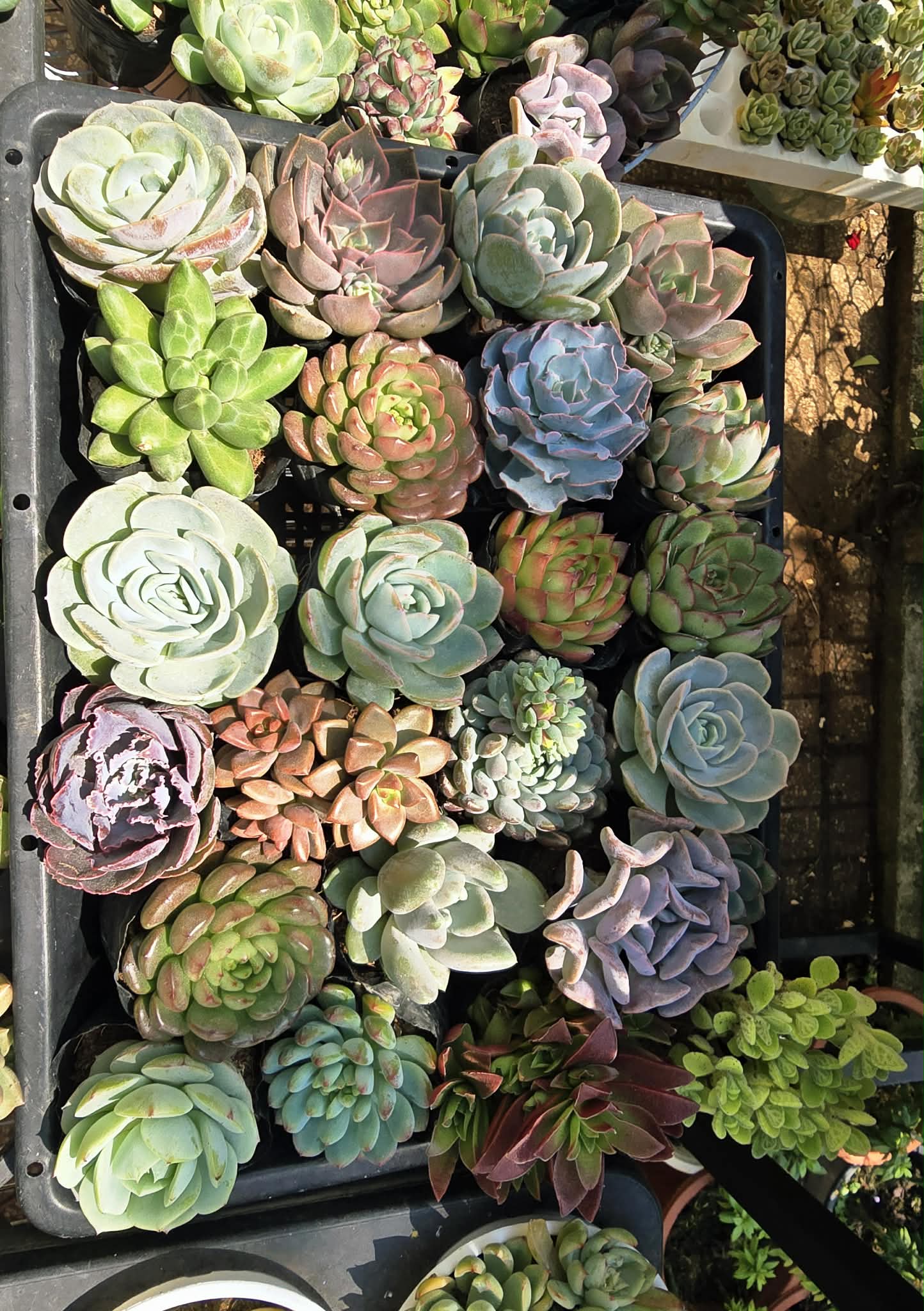 Sen đá Blindbox - size bầu