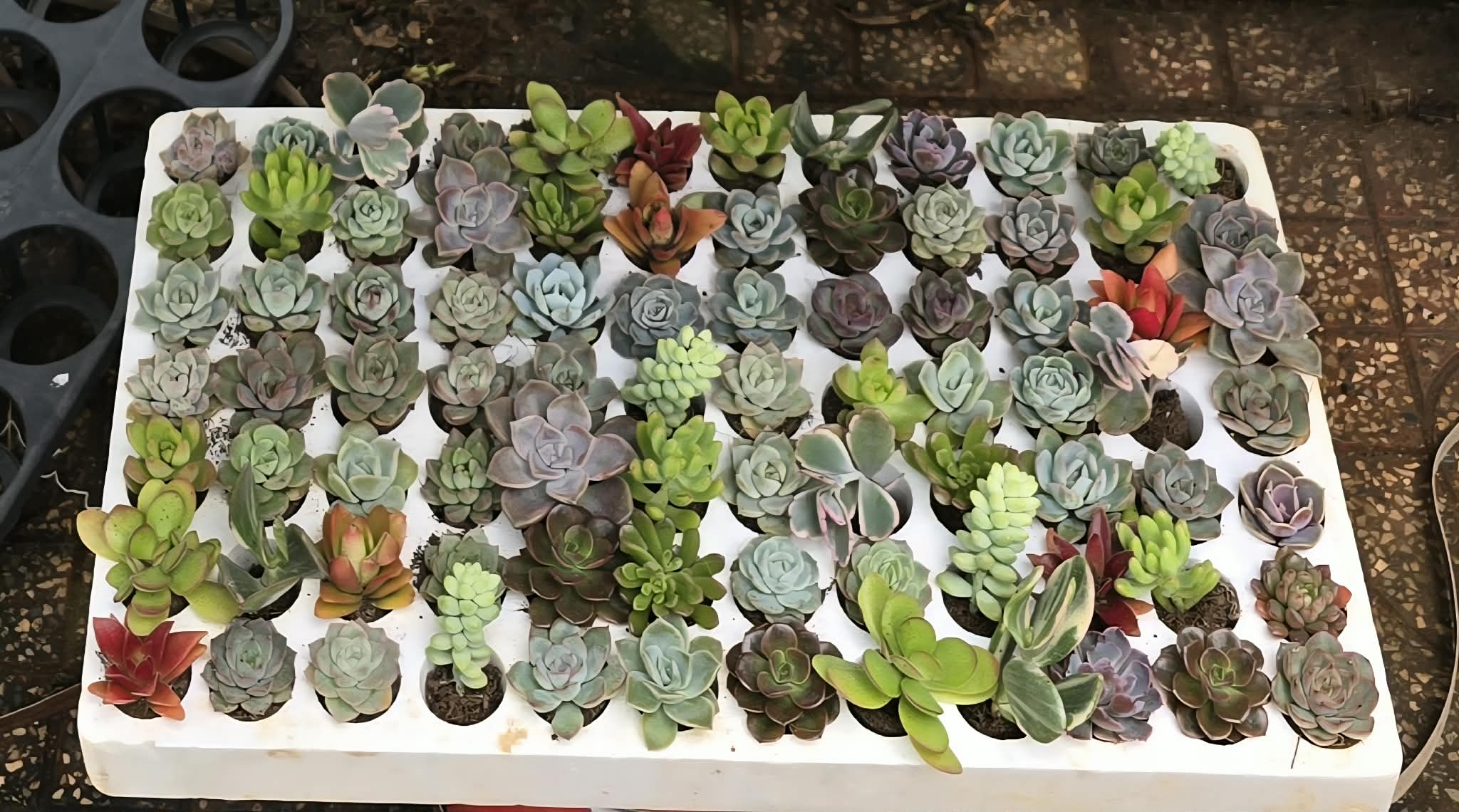 Sen đá Blindbox - size vỉ