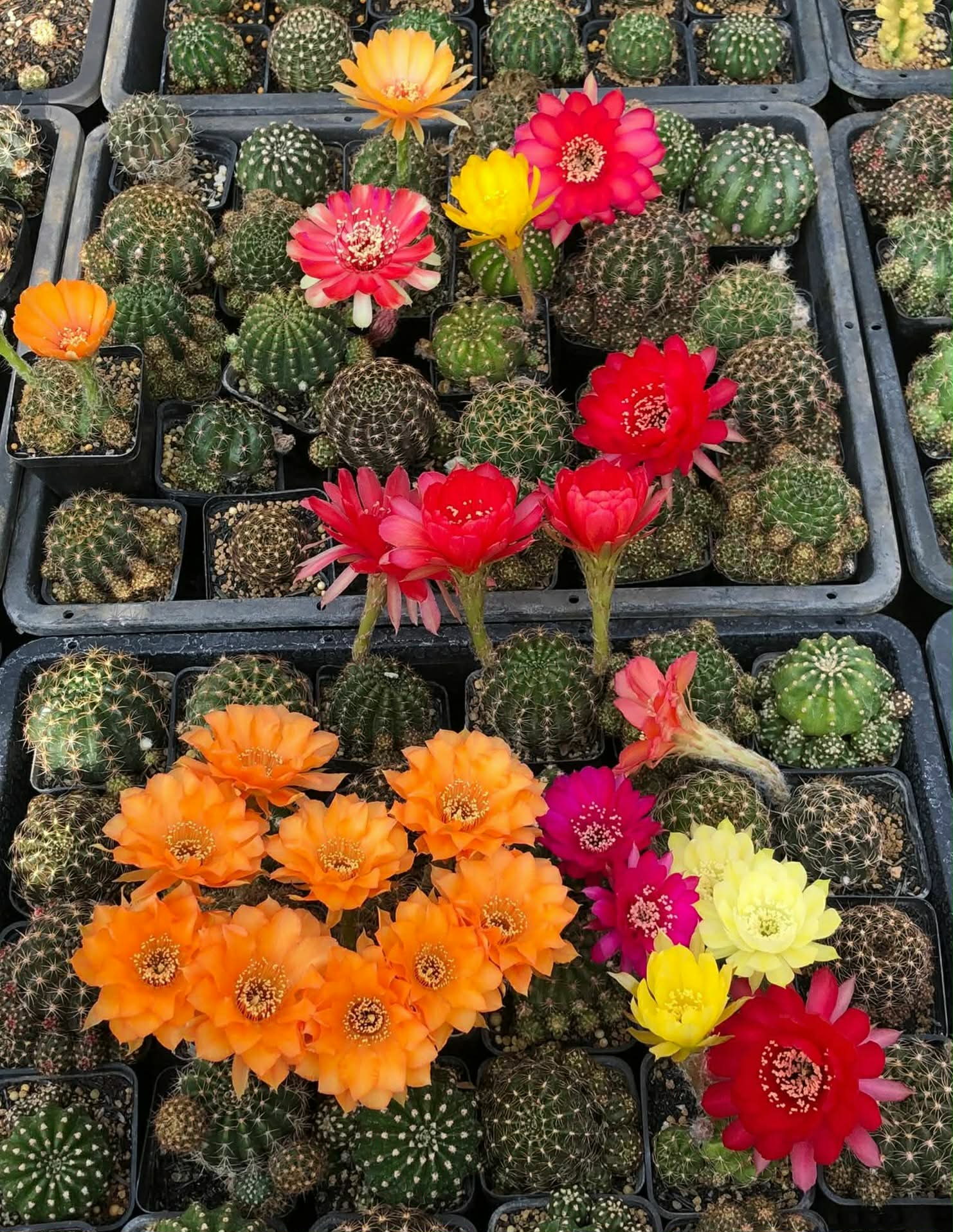 Mặt hoa tham khảo