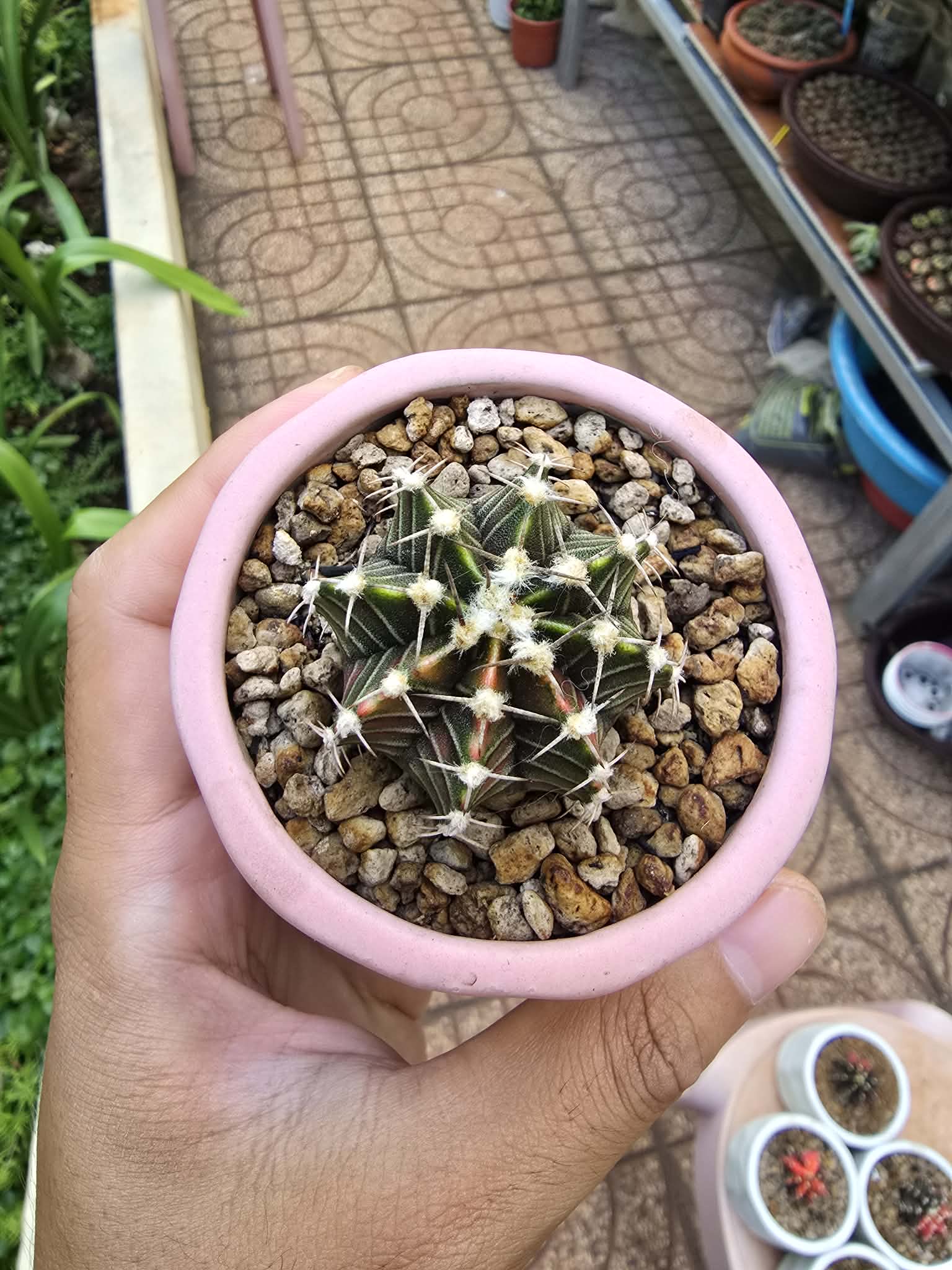 Xương rồng Gymno lem - chậu sứ vân