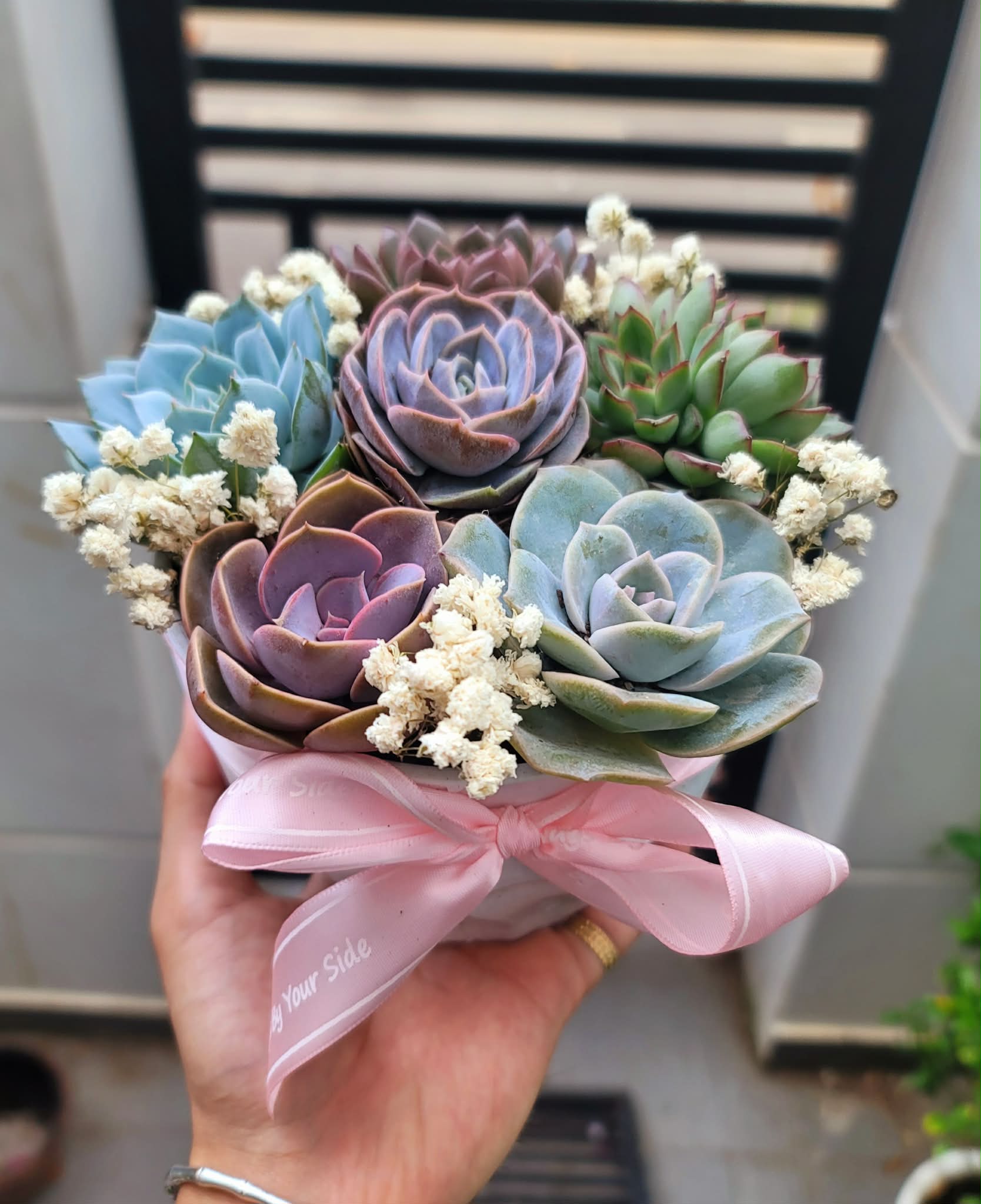 Sen đá mix chậu nhựa trắng