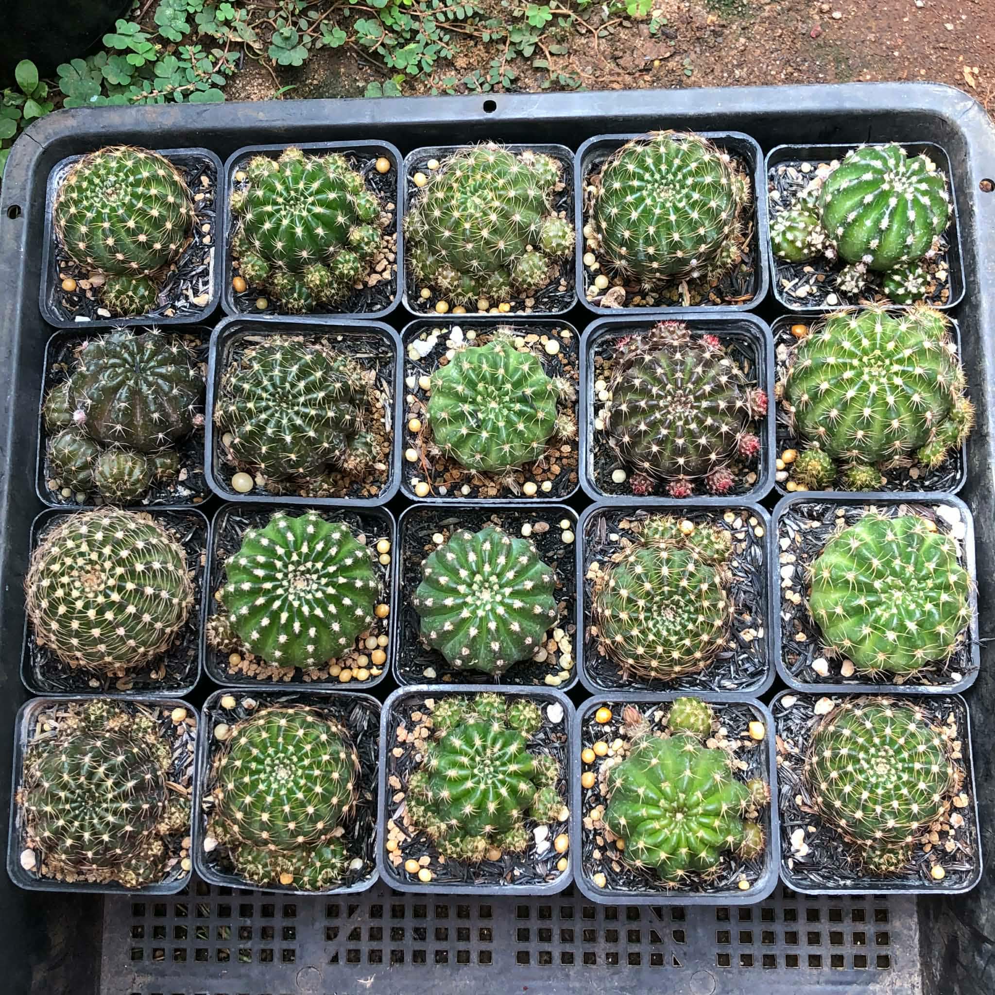 Xương rồng Lobivia