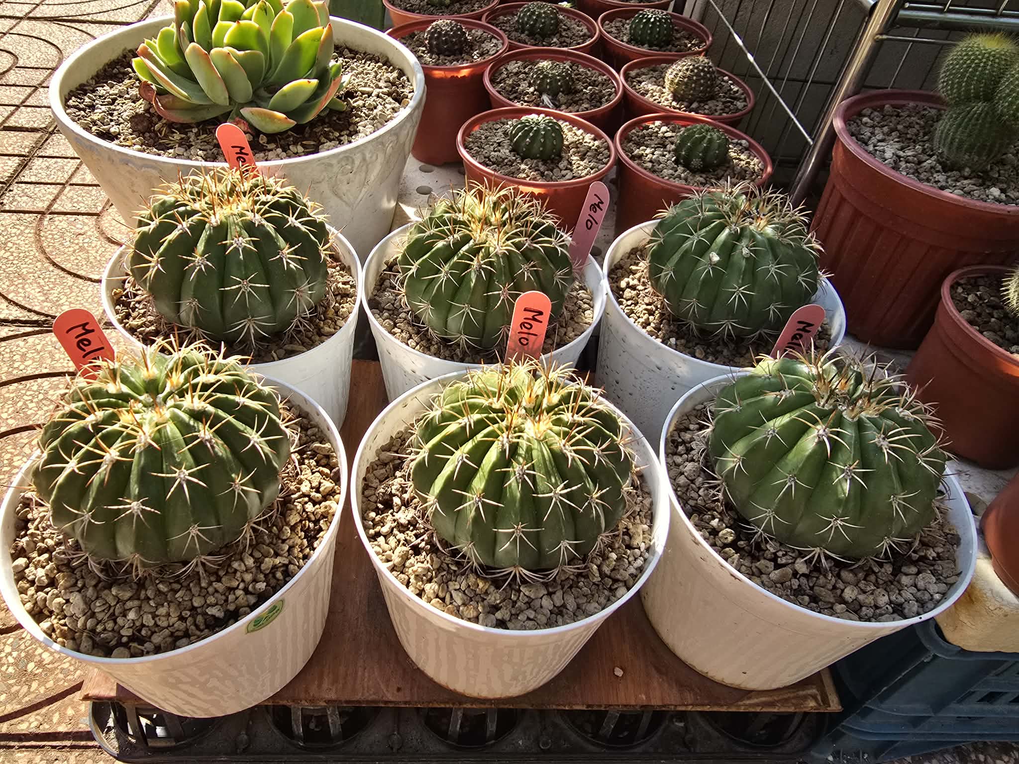 Xương rồng Melo mũ đỏ