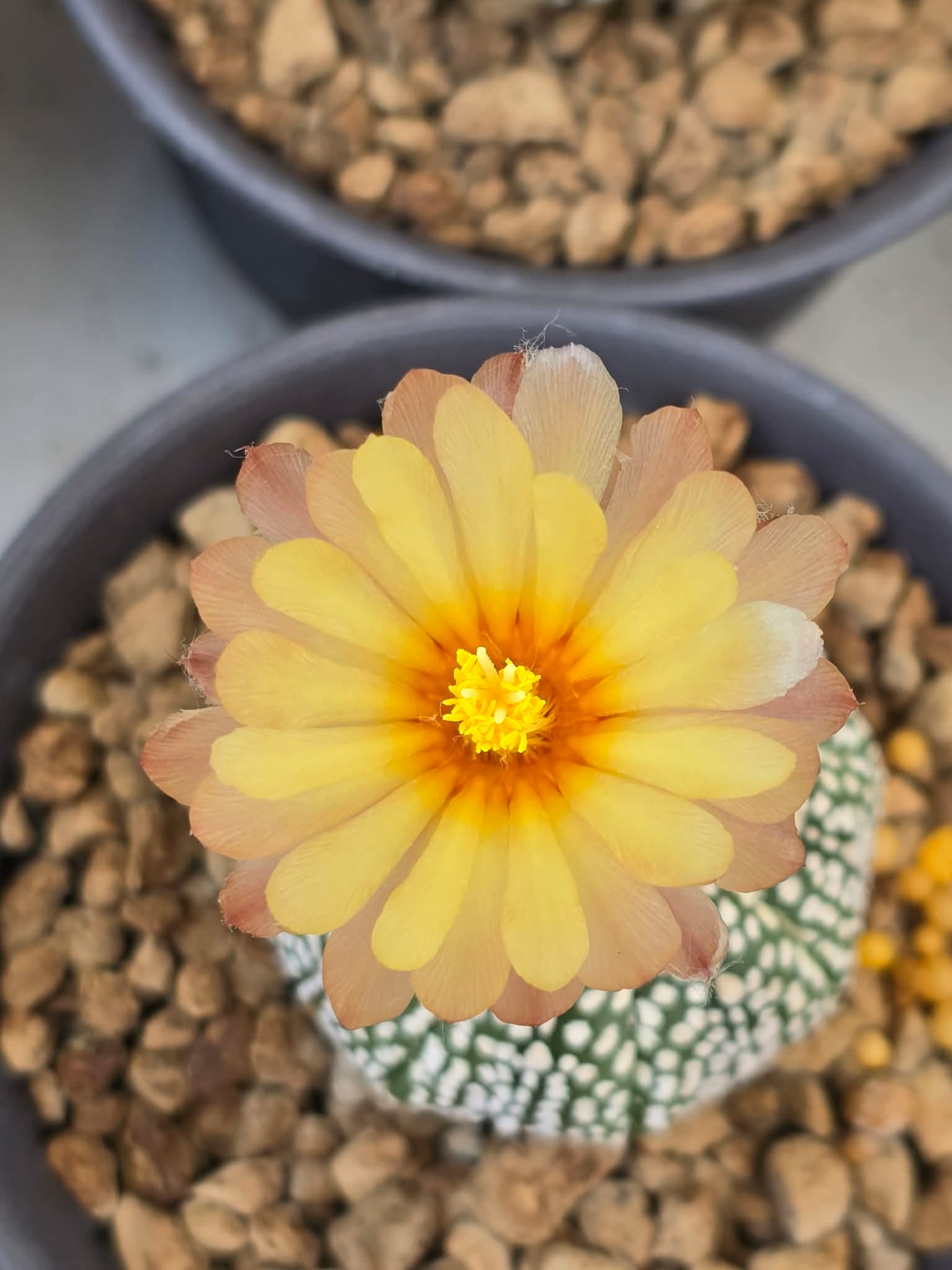 Xương rồng Aster