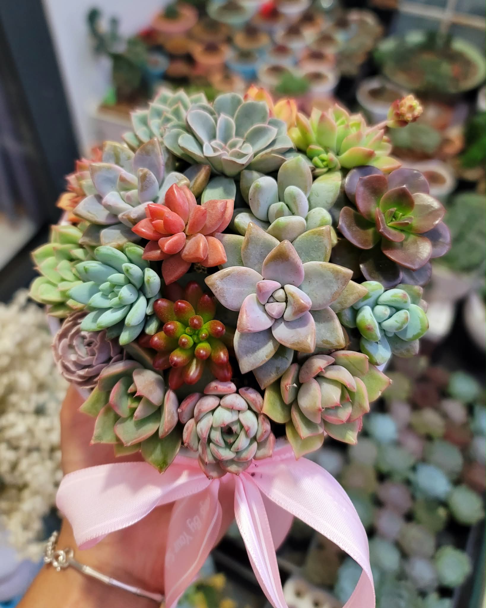 Chậu sen đá mini mix