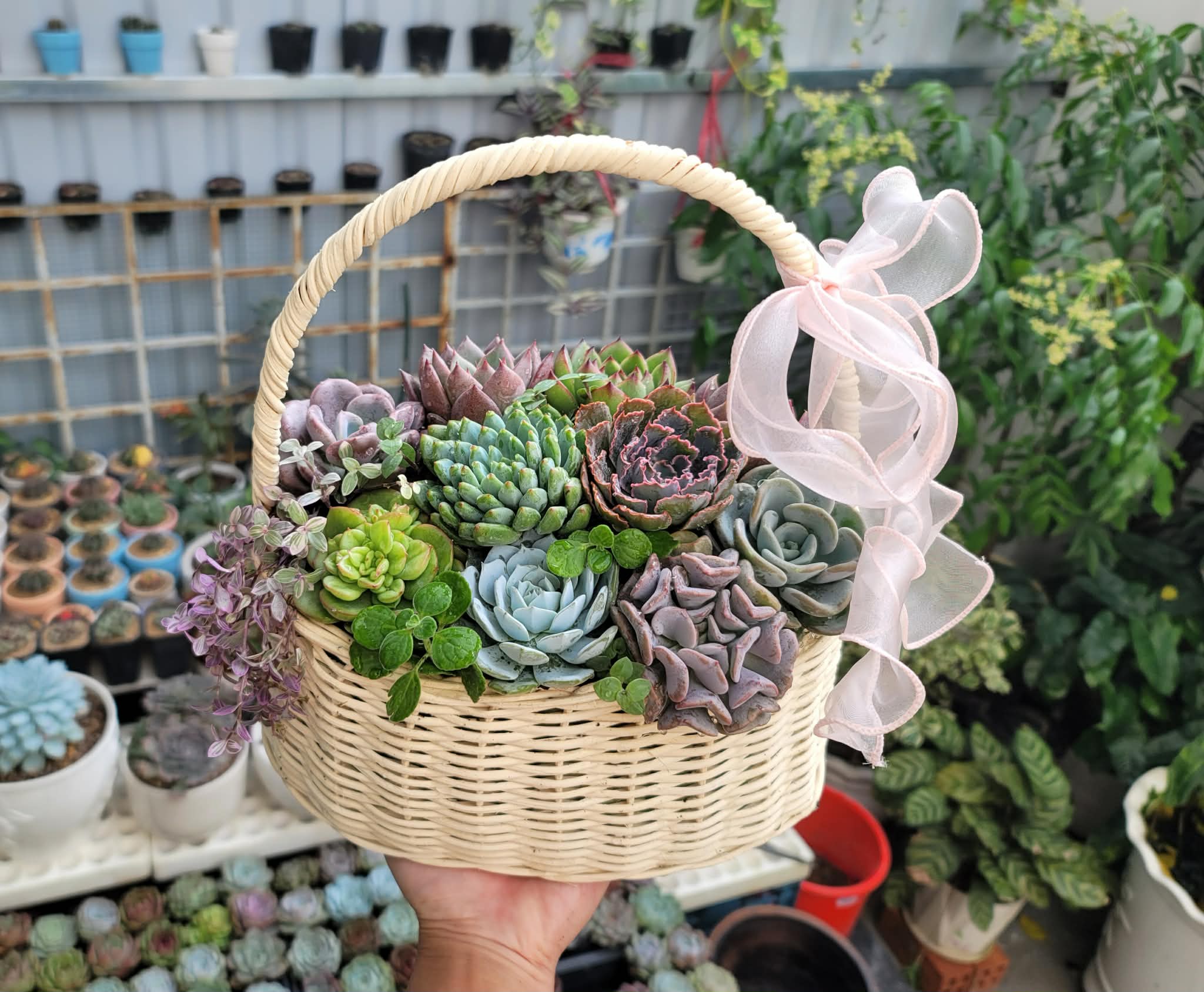 Giỏ hoa sen đá mix