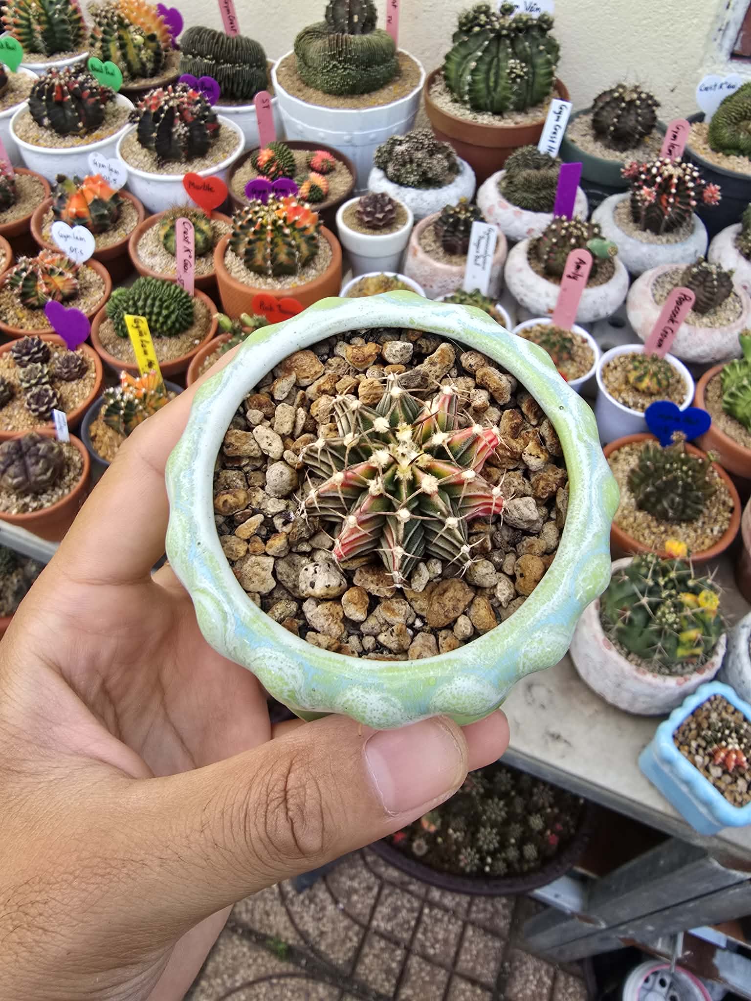 Xương rồng Gymno lem - chậu Địa Trung Hải