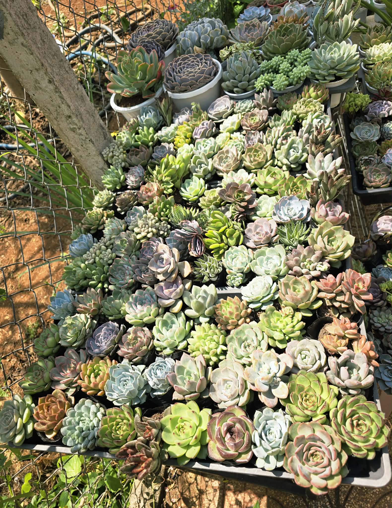 Sen đá Blindbox - size bầu