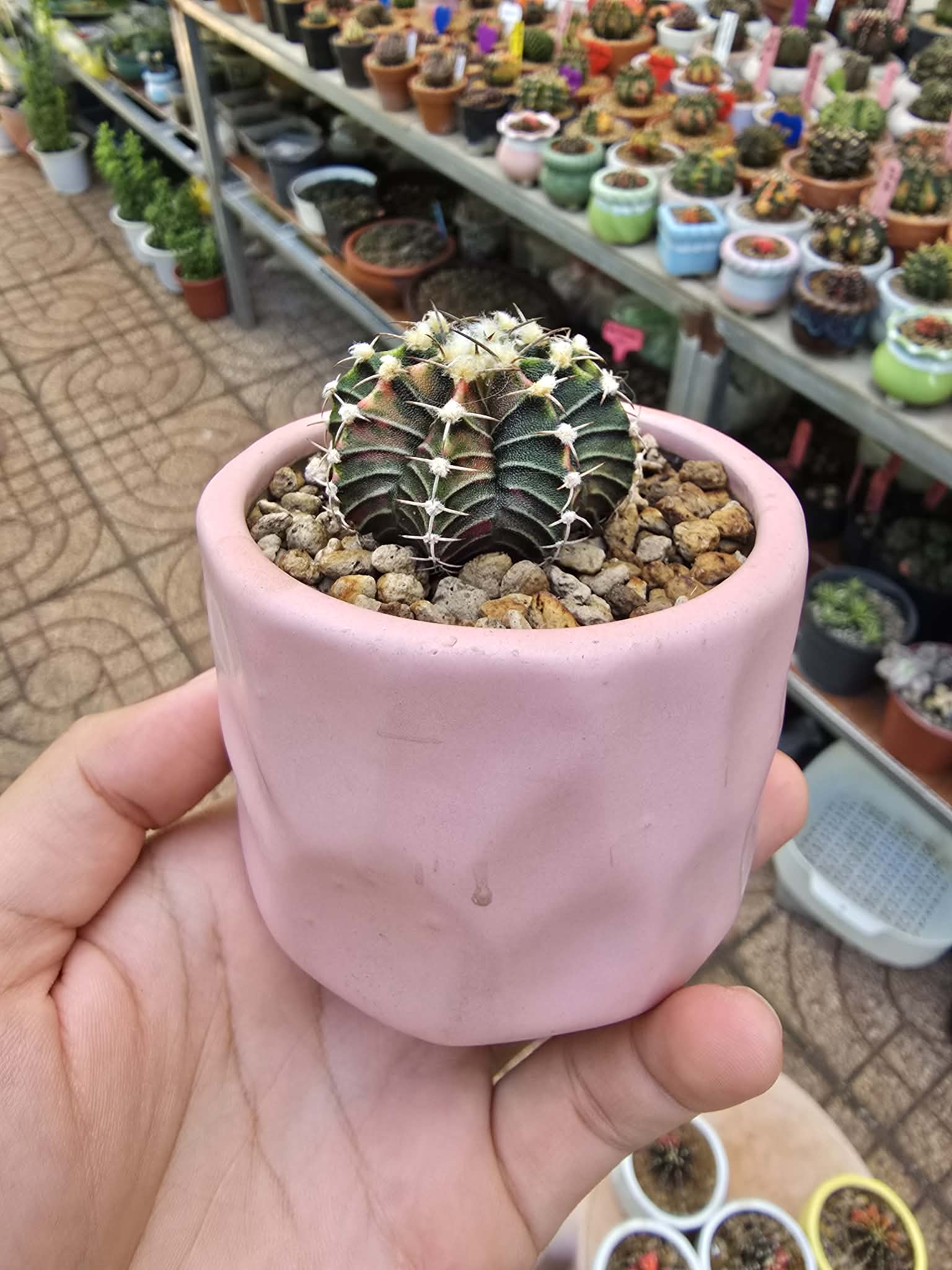 Xương rồng Gymno lem - chậu sứ vân