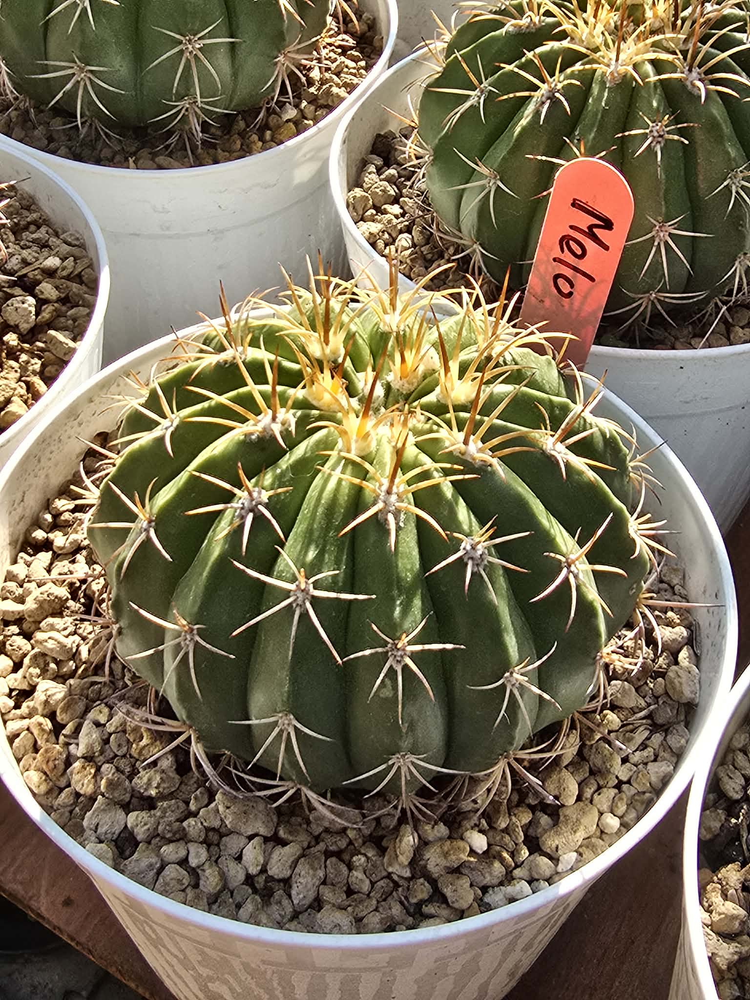 Xương rồng Melo mũ đỏ