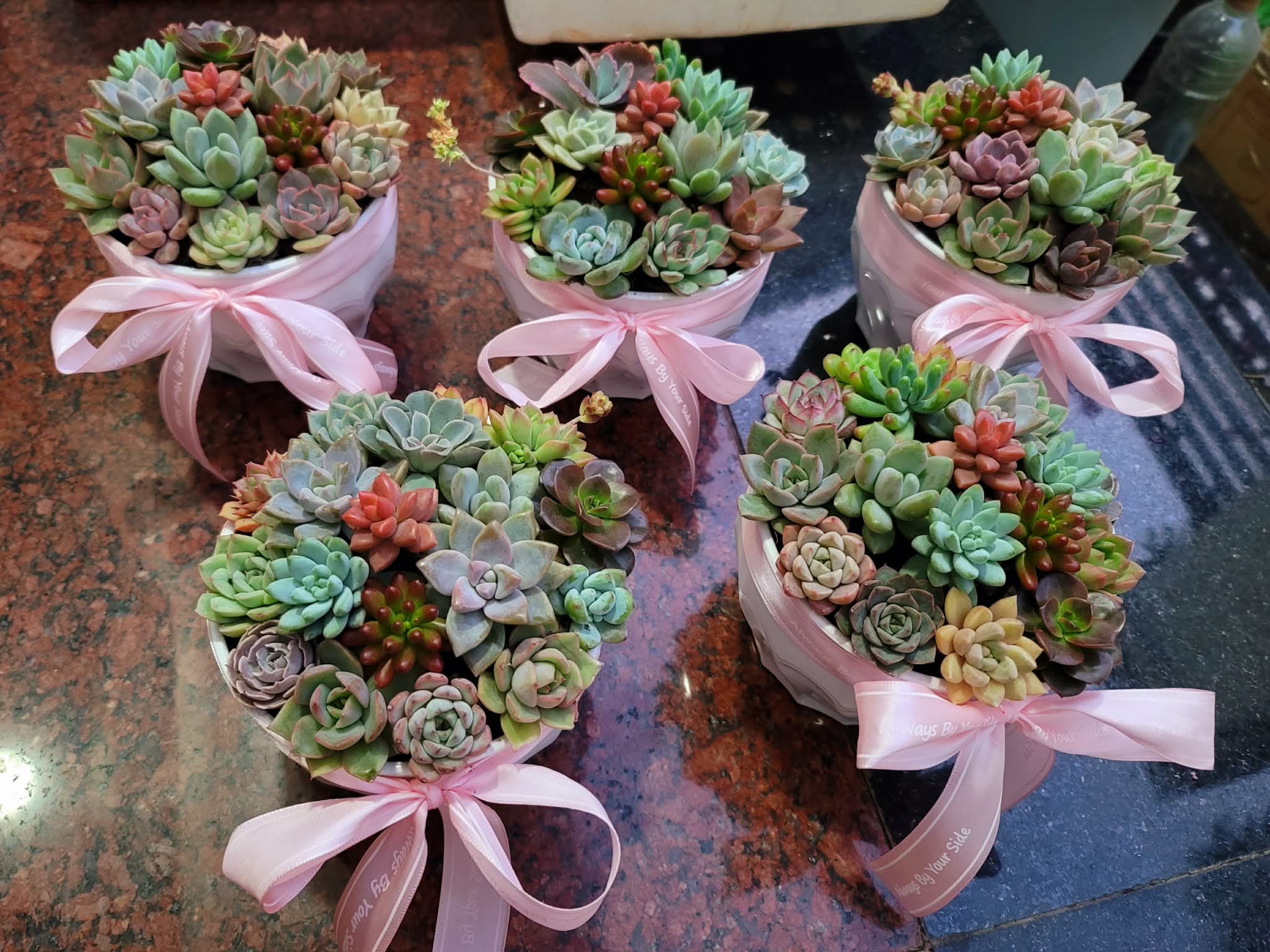 Chậu sen đá mini mix