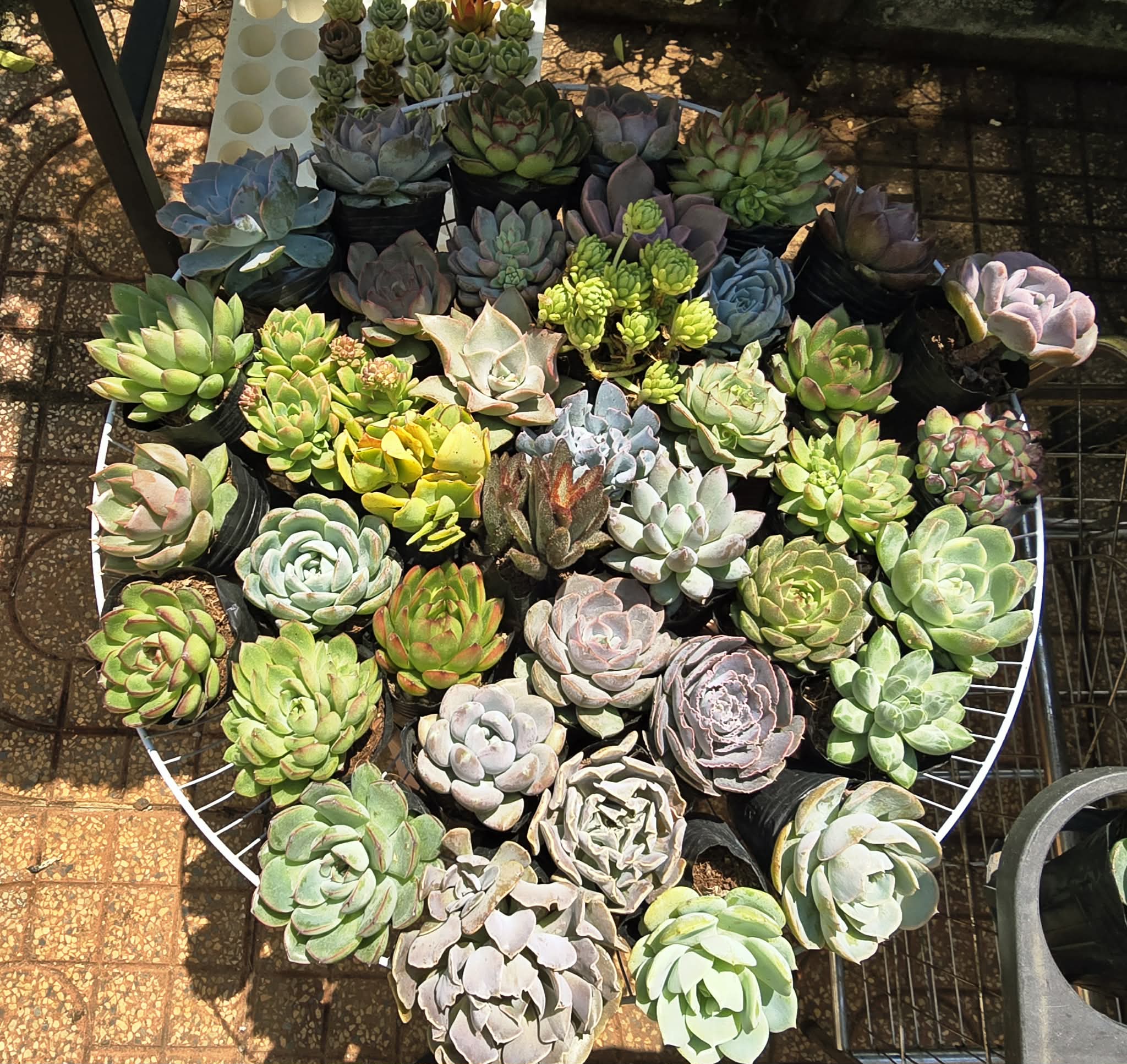 Sen đá Blindbox - size bầu