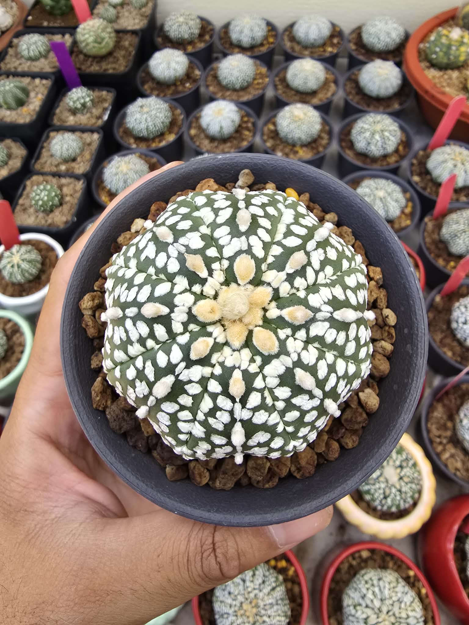 Xương rồng Aster