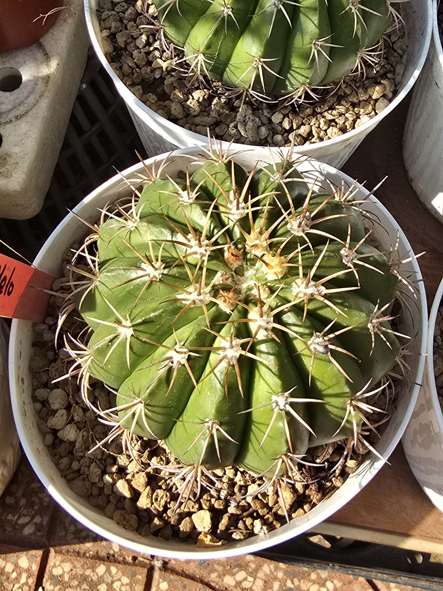 Xương rồng Melo mũ đỏ