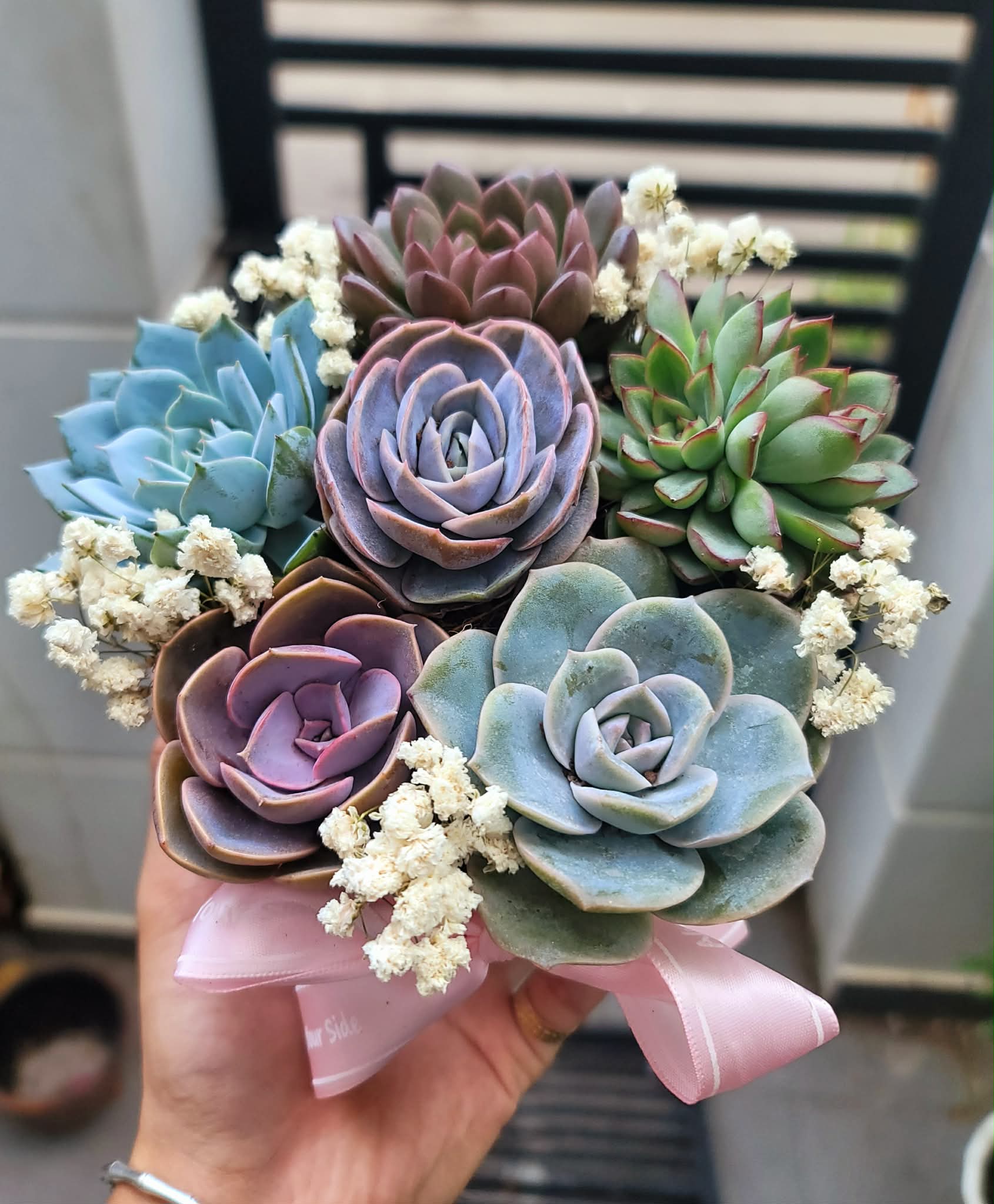 Sen đá mix chậu nhựa trắng