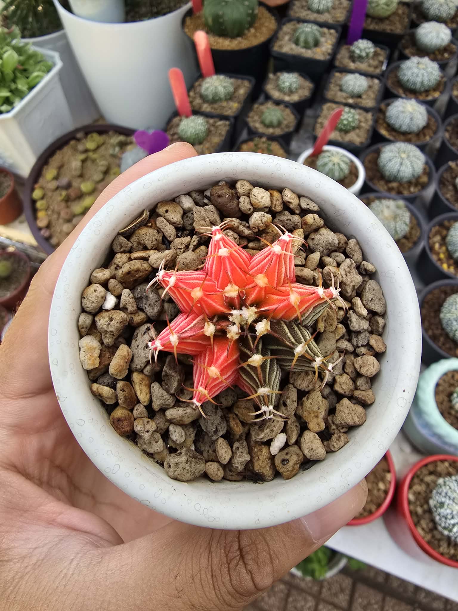 Xương rồng gymno lem - chậu sứ trơn