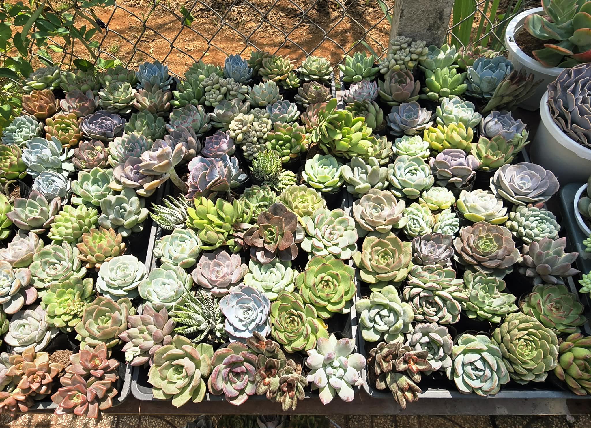 Sen đá Blindbox - size bầu