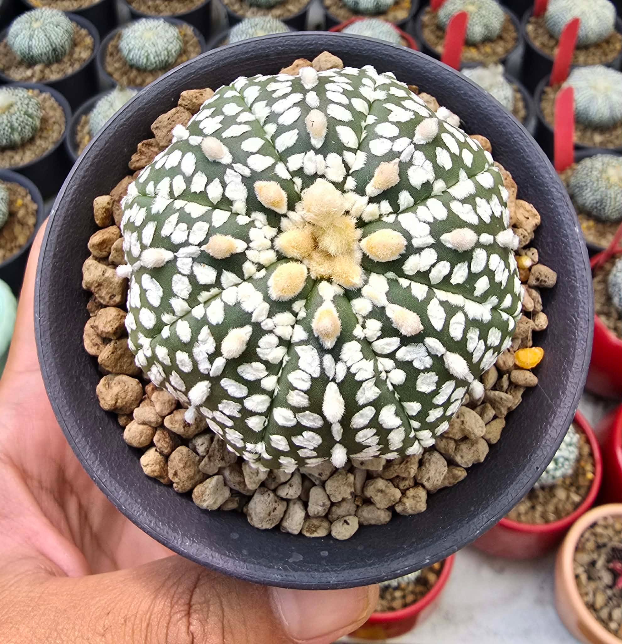 Xương rồng Aster