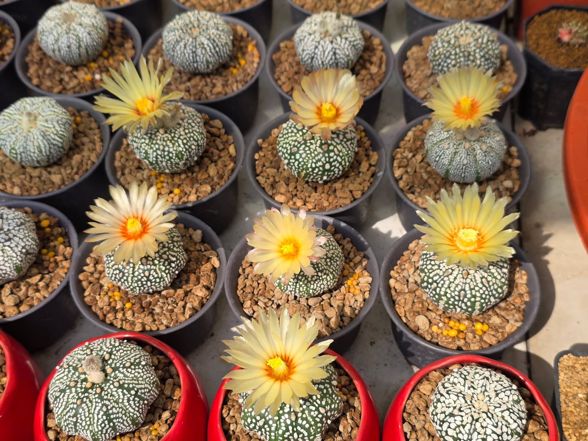 Xương rồng Aster