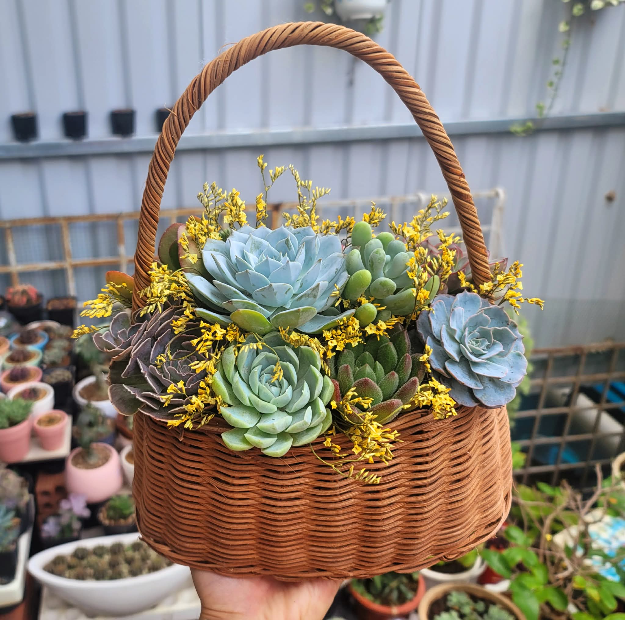 Giỏ hoa sen đá mix