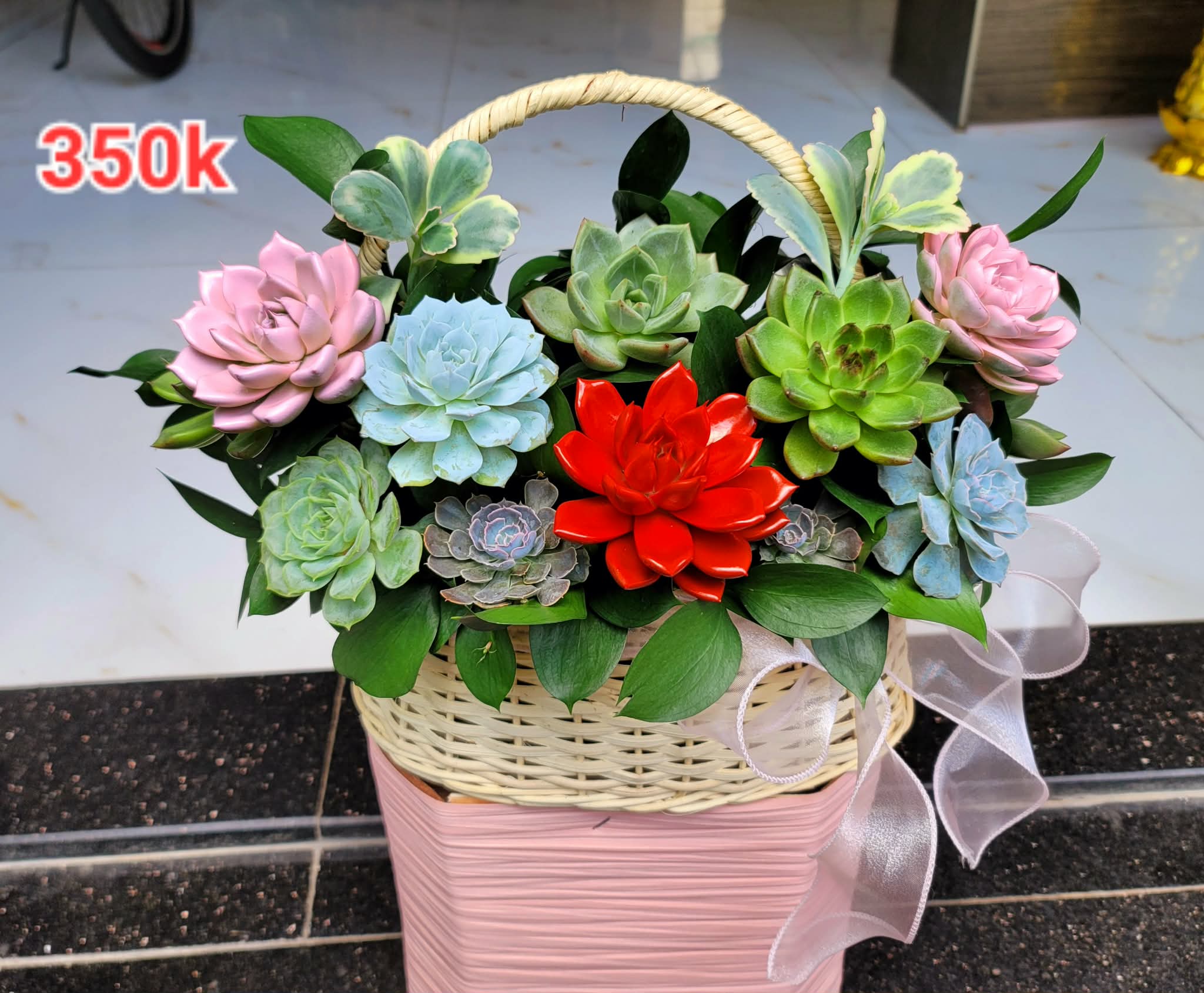 Lãng hoa sen đá mini