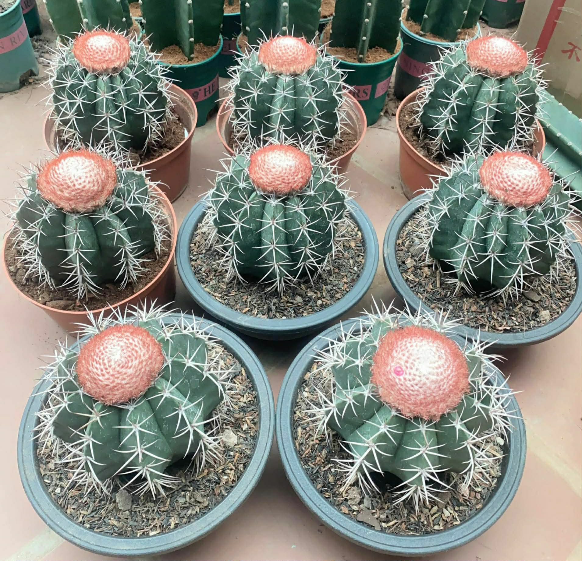 Xương rồng Melo mũ đỏ