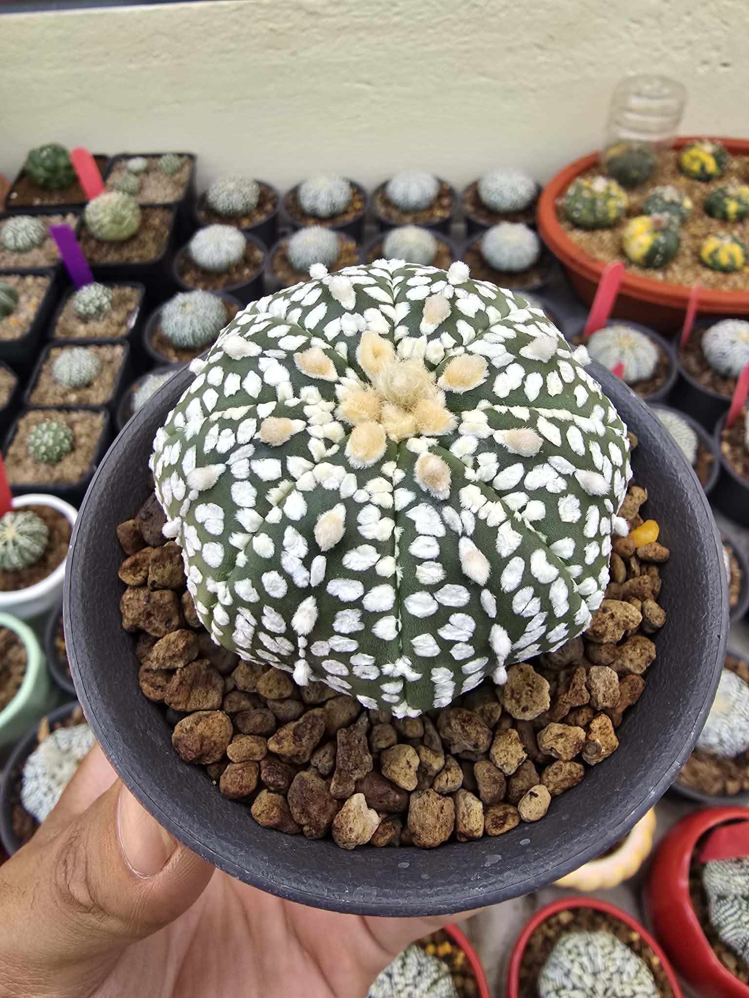 Xương rồng Aster