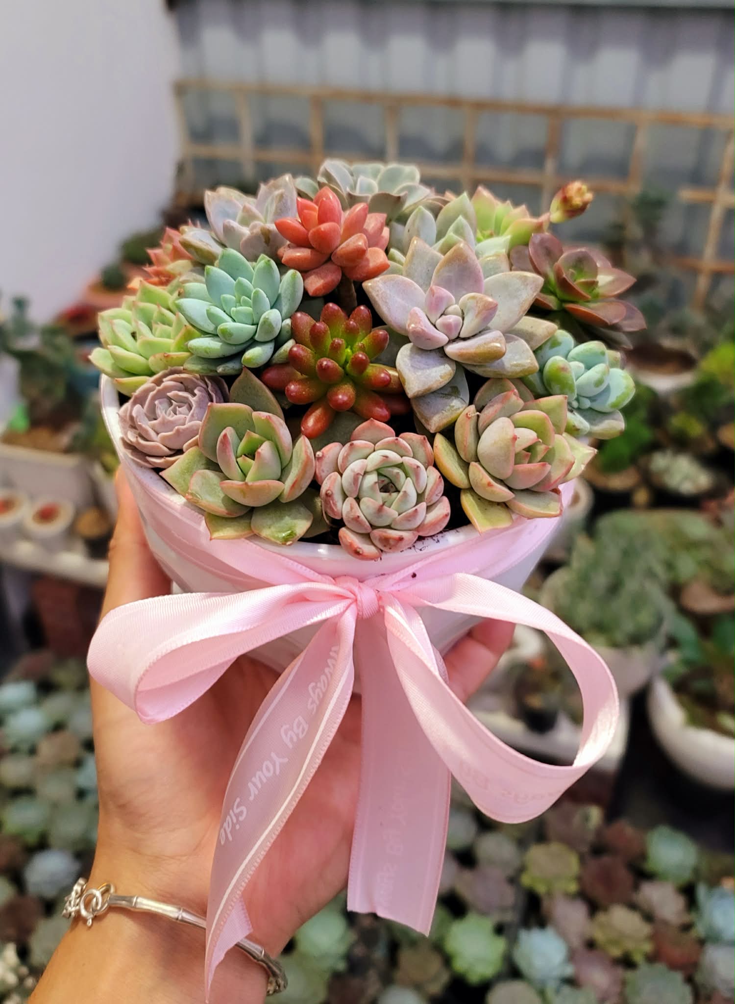 Chậu sen đá mini mix